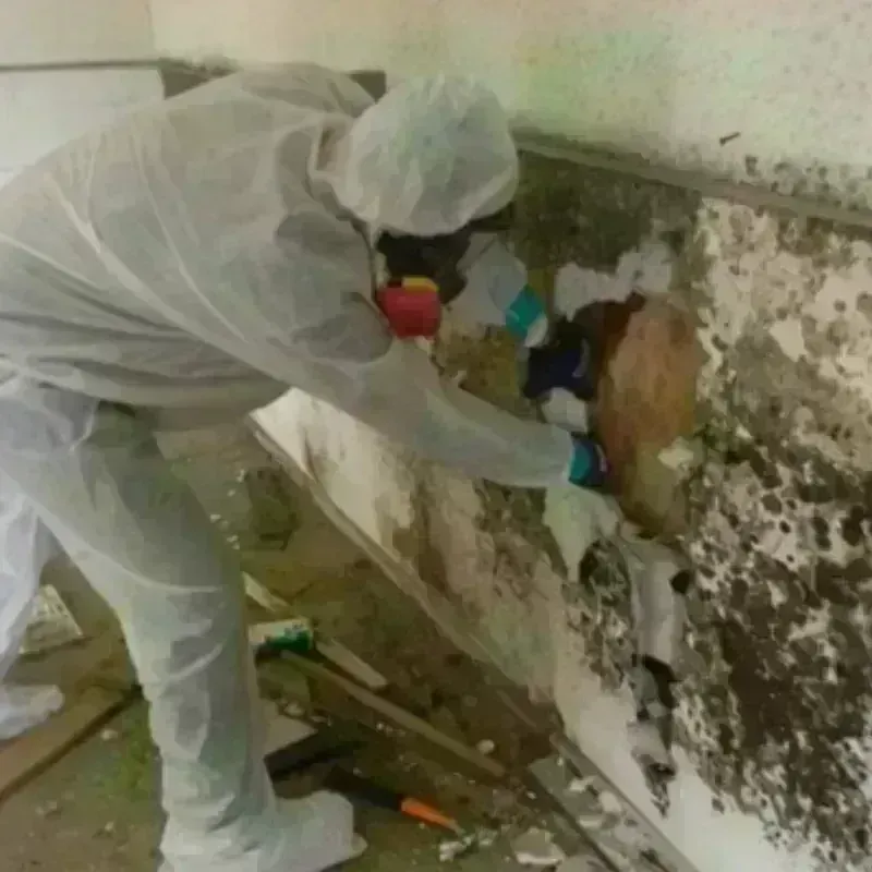 Mold Remediation and Removal in Parker City, IN